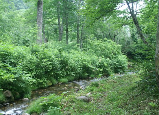 週末は山の中で