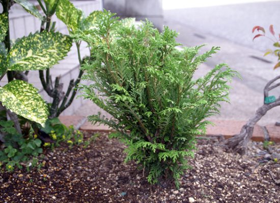 Globosa Variegata & Piano