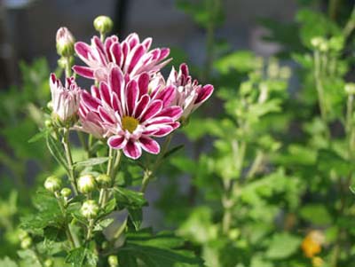 菊