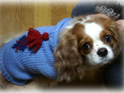 犬のセーター