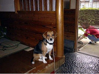 䂪